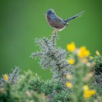 A small bird perched on a thorny bush.