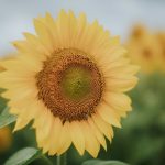 A close-up of a bright yellow sunflower in a field.