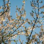 White blossoms on branches against a clear blue sky.
